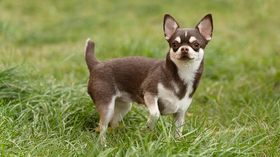 adorable-chihuahua-dog-outside-grass