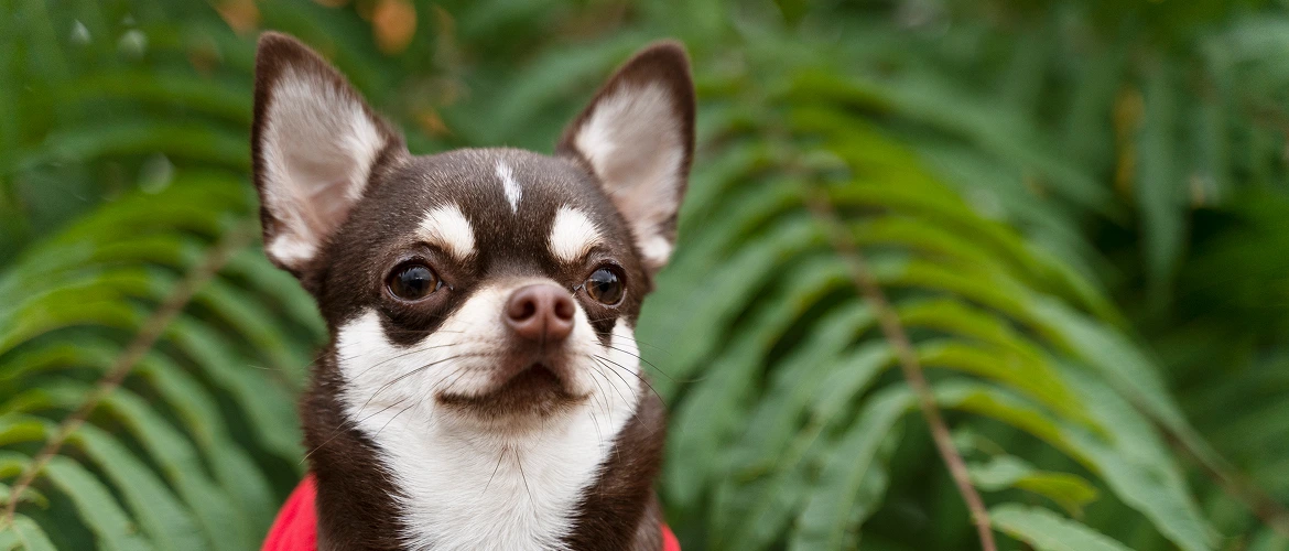 adorable-chihuahua-dog-outside-walk
