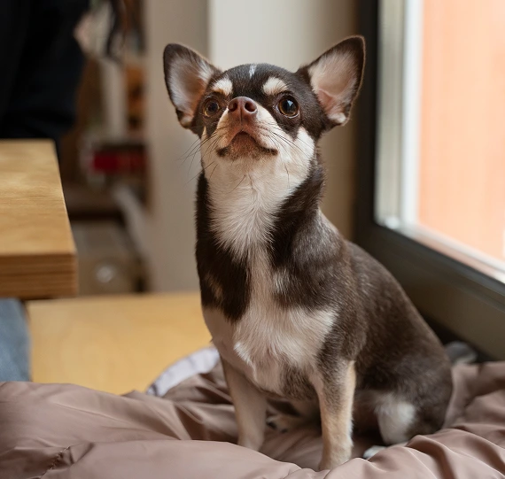 view-adorable-chihuahua-dog-house