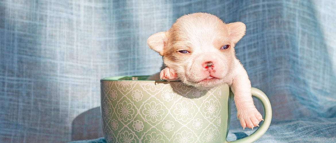 Small Children and Teacup Chihuahuas