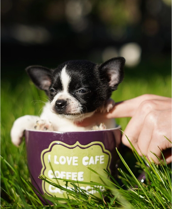 Pros of Owning a Teacup Chihuahua